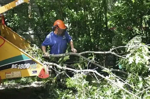 tree services West Branch
